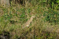 Ardeola ralloides (Sgarza ciuffetto,mimetismo)